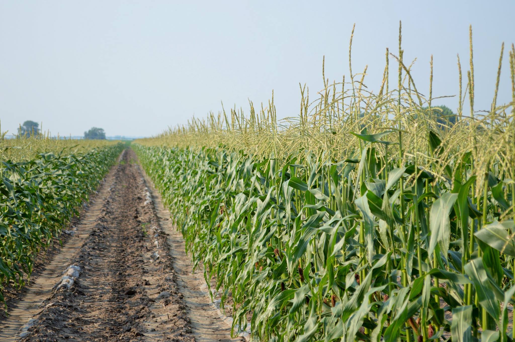 sweet corn field