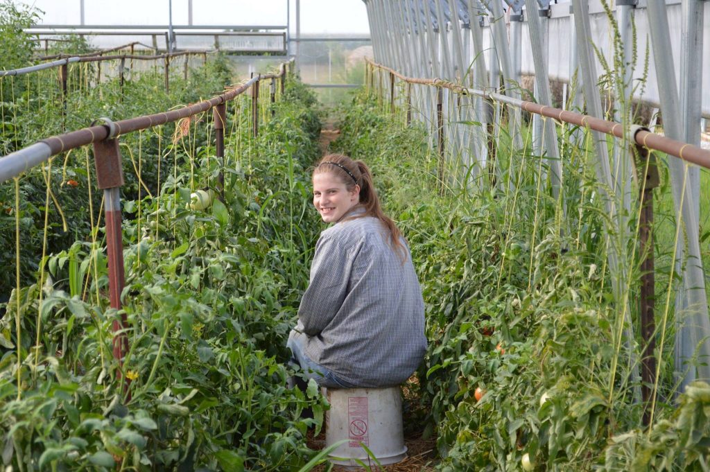 woman farm help harvesting tomatoes