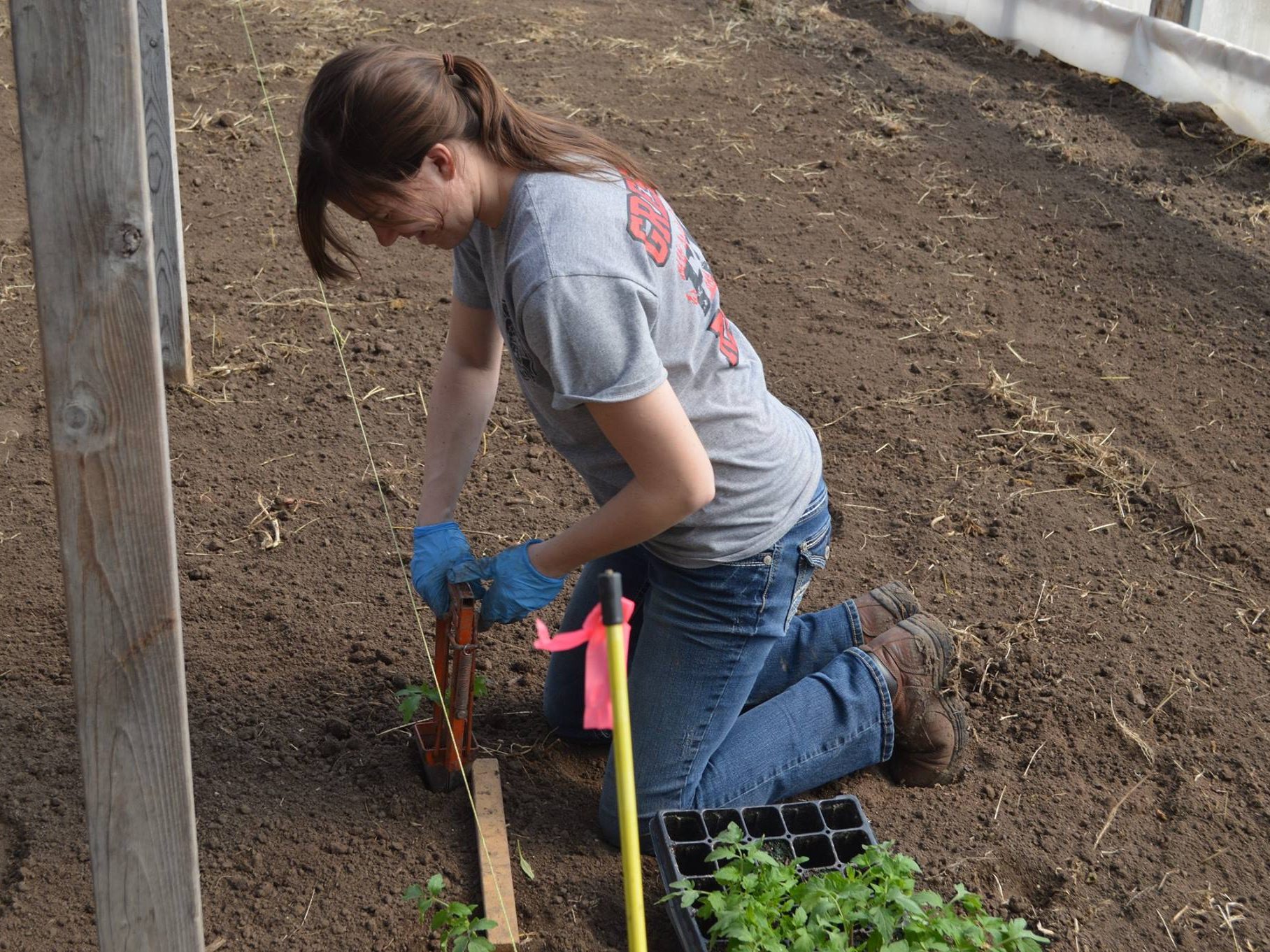 woman farm help planting tomatoes